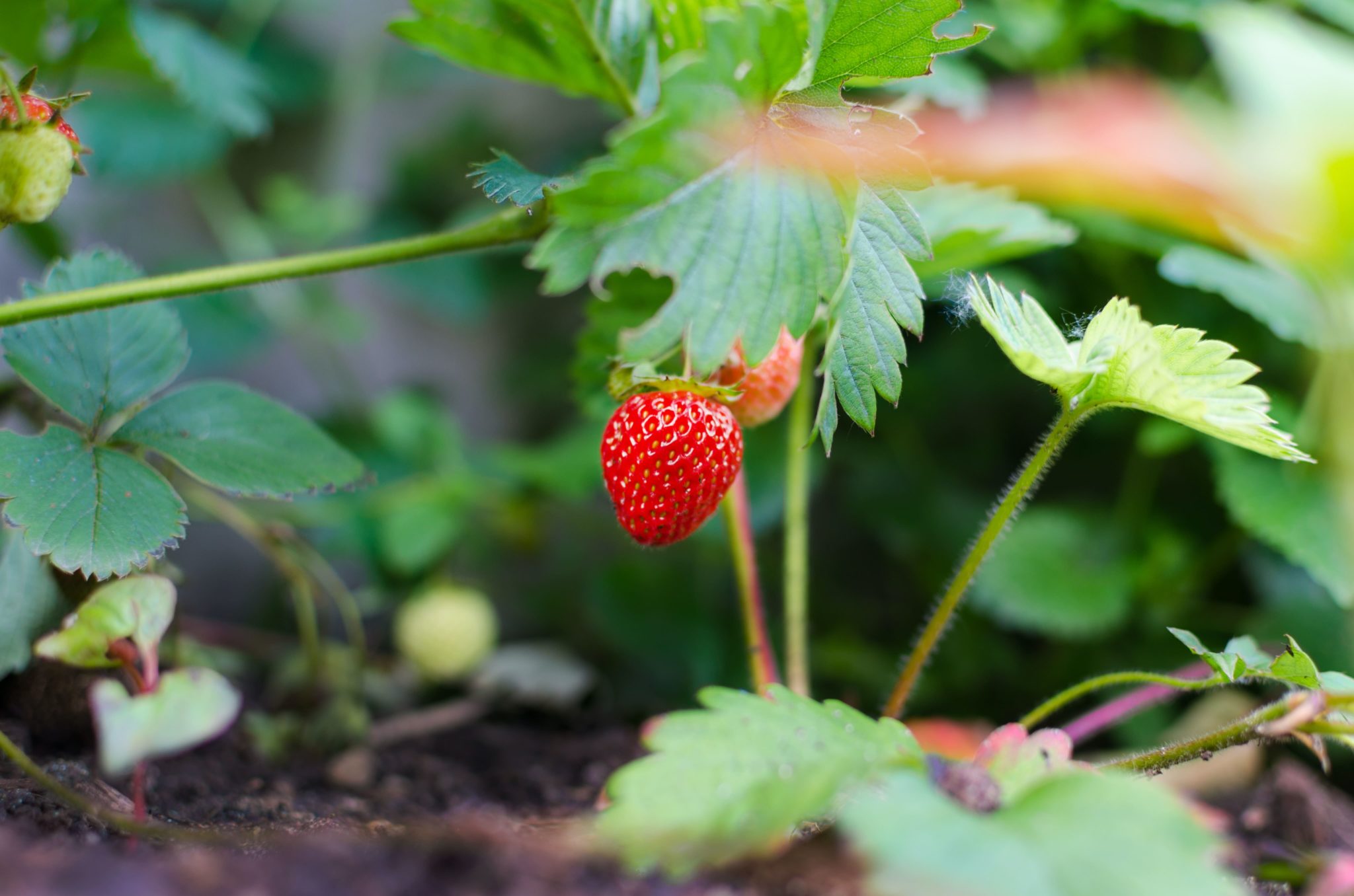 agriculture-berry-close-up-color-298696-min